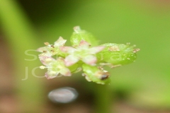 Hydrocotyle sibthorpioides